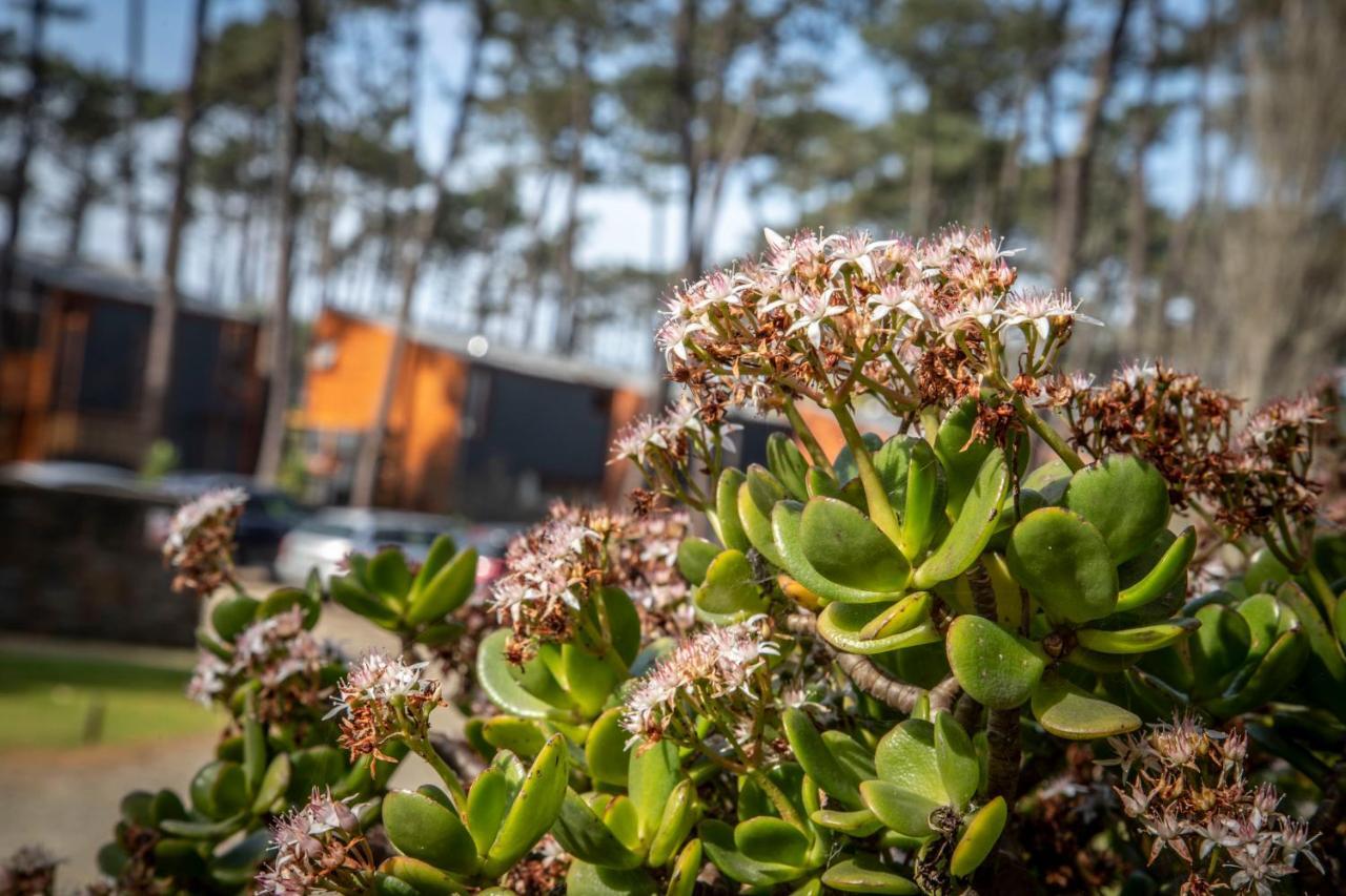 Bungalow B2 - Nature, Beach & River Ofir Exteriér fotografie